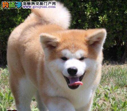 秋田犬没人陪就嚎叫如何处理这种情况