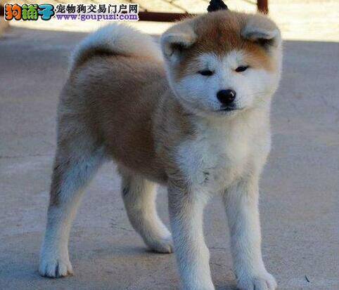 秋田犬流鼻涕有没有事 需要吃药吗