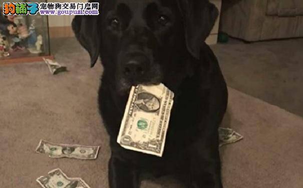 狗狗超爱从钱包偷钞票 为要回钱她想出妙招