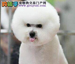请问医生我家比熊犬突然拉肚子是什么原因