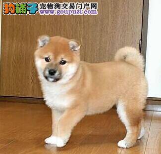 肥胖会让秋田犬出现哪些最基本的健康问题