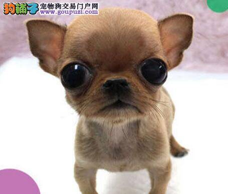 吉娃娃总咋沙发上小便应如何教育