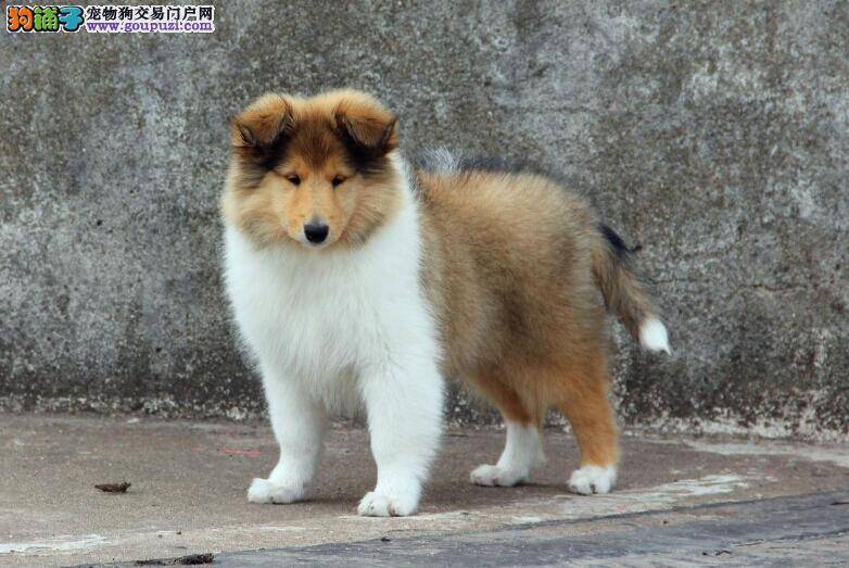 我家苏格兰牧羊犬最近总严重的掉毛是怎么了