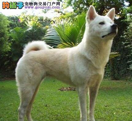 由症状断疾病 秋田犬的患病症状是由哪些疾病引起的