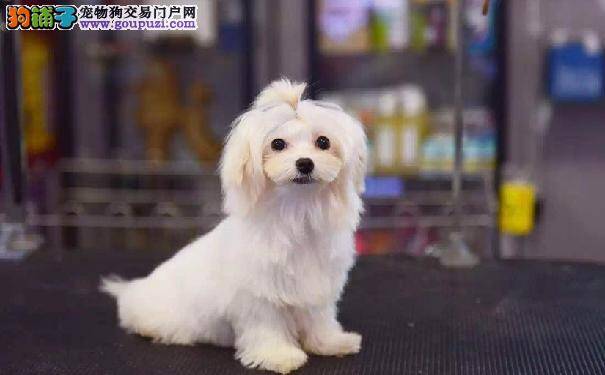 了解玛尔济斯犬的性格特点 马耳他犬的起源