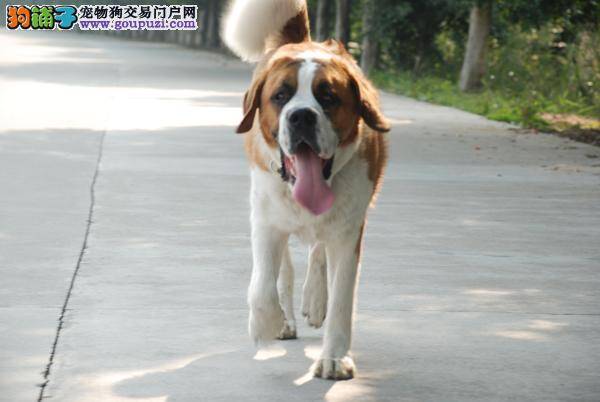 如何饲养三个月的圣伯纳犬 求解答