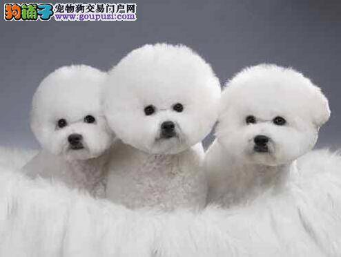 告诉大家挑选纯种优秀比熊犬的注意事项