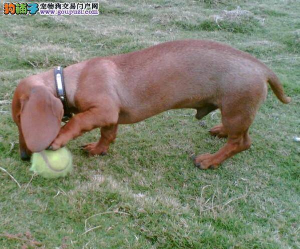 养好腊肠犬，健康看得见