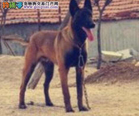 护理有秘诀 如何拔掉马犬耳朵里的耳毛