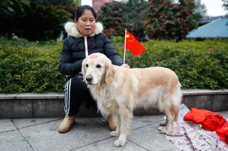 国足赢了！萌犬抢镜 球迷场外集结狗狗助威国足