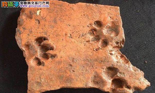 考古学家在英国发现狗爪印记