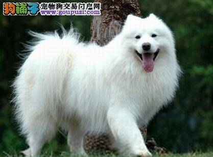 饲养智慧 怎样照顾不同时期的萨摩耶