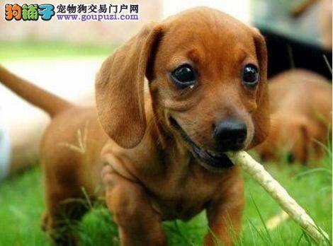 怎样帮助患上犬细小病毒的腊肠犬“脱离苦海”