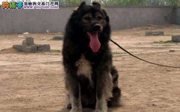 高加索犬的性格 高加索牧羊犬发起攻击前的表现