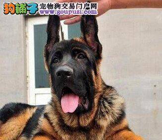 怎样从德国牧羊犬的运动姿态判断它的健康程度