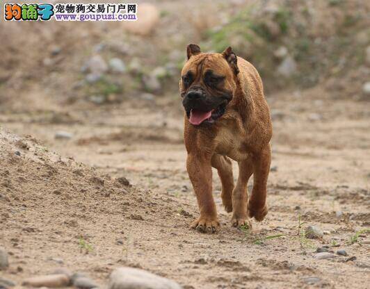 选狗疑难问题解答 这样挑选卡斯罗犬最稳妥