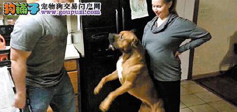 忠犬护主其心可鉴 主人怀孕狗狗不让人靠近