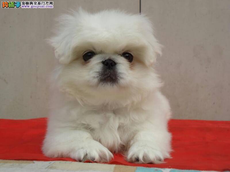 京巴犬总是乱捡东西吃如何是好