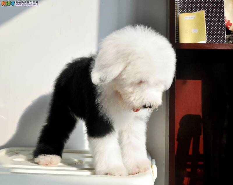 古代牧羊犬不吃东西只喝水是怎么回事