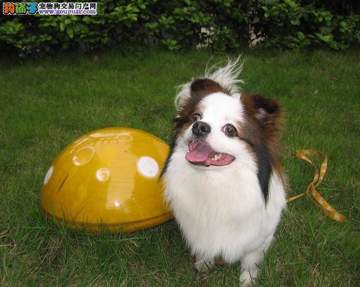 挑选蝴蝶犬的时候主人们要怎样做