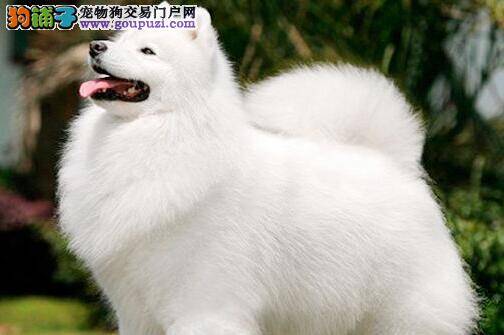 我家萨摩耶最近流鼻涕，有眼屎是什么毛病