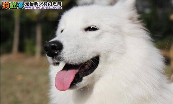 萨摩耶的养护小技巧