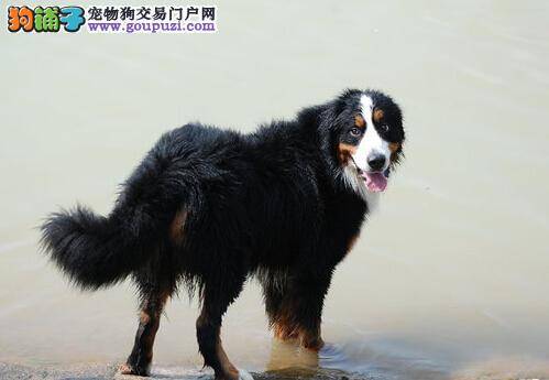 狗狗护理全书 给伯恩山犬准备产房期间应谨记三大要点