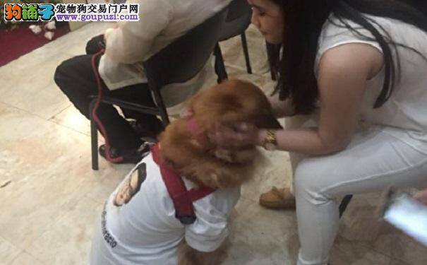 金毛忠犬失主人夜晚悲哭 扶棺守灵数日不肯去