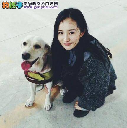 杨幂与导盲犬合影印证狗狗拍戏受伤是传言