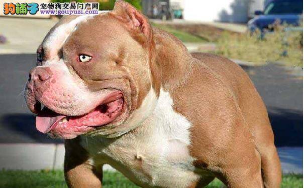如何帮美国恶霸犬刷牙 帮恶霸犬刷牙的方法