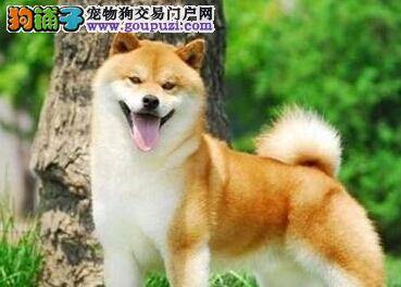 饲养有讲究 柴犬过度修剪有好处吗