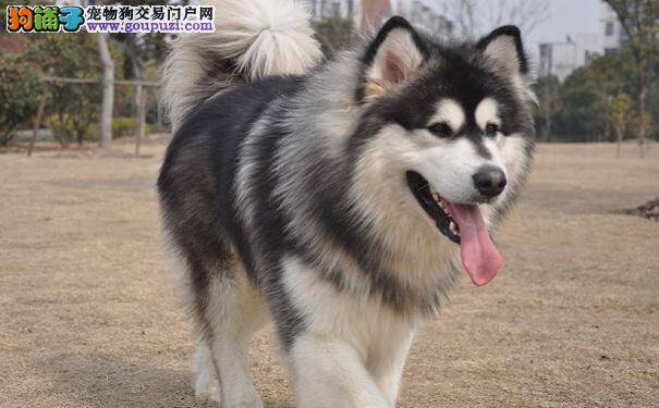 阿拉斯加雪橇犬的美容方法