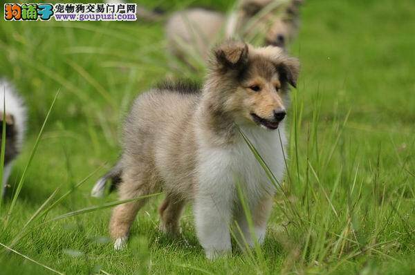 干狗粮对喜乐蒂犬有哪些致命的伤害