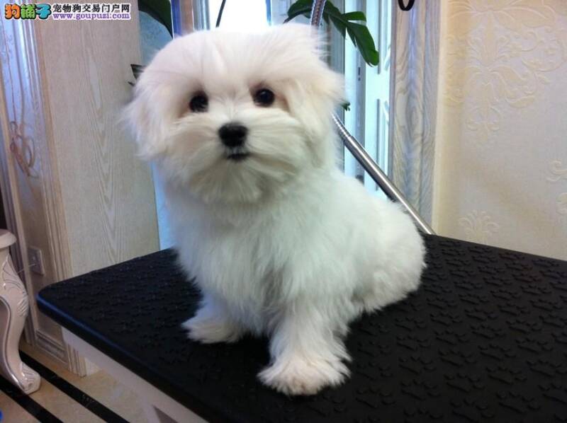 观察马尔济斯犬是否健康主要看的七个部位