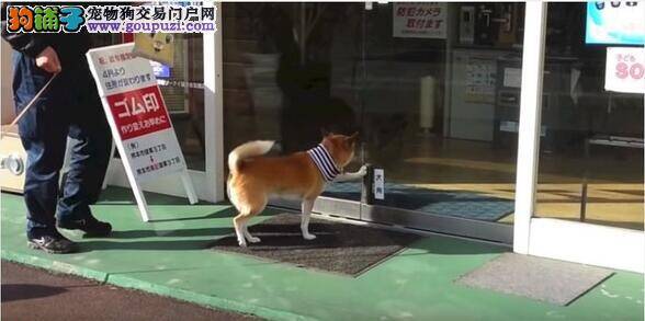 柴犬店长用前掌帮客人开门 尽职尽责惹人爱