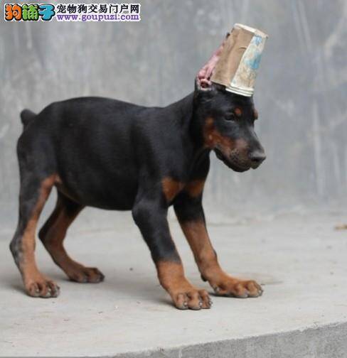 杜宾犬细小康复后肠胃不太好如何是好