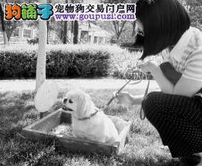 小区内设置“犬厕”，为大家提供方便