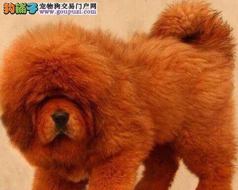 透过现象看本质 选择藏獒的实用方法
