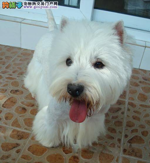 西高地身上有结痂很痒是什么病