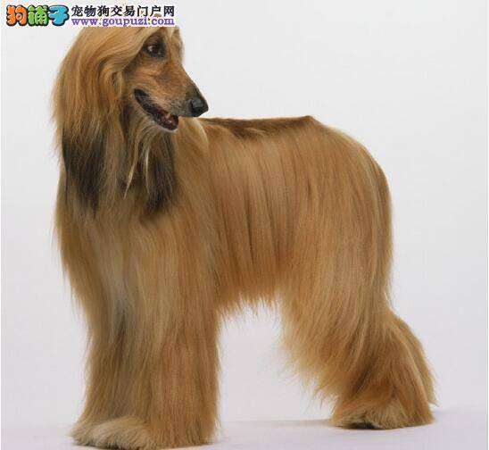 在马路上被阿富汗猎犬追赶该怎么办