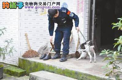 警犬帮忙嗅查案件线索 “水库沉尸案”3天告破