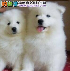 七个月的萨摩耶呕吐，拉稀如何是好