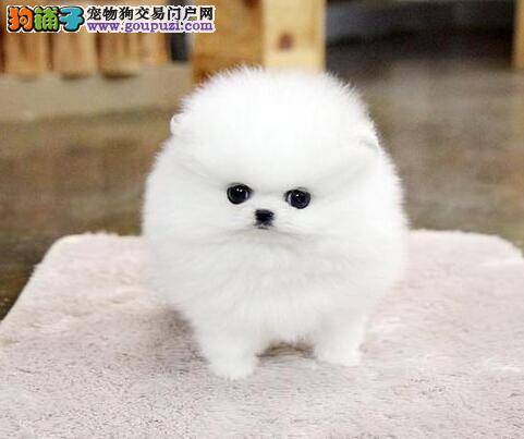 博美犬前几天吃骨头后不吃饭，没精神是怎么了