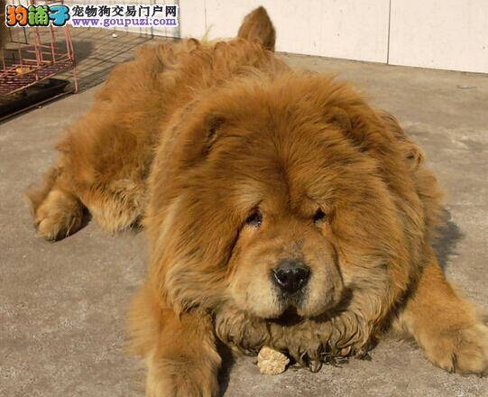 狗爸狗妈科学解决松狮犬营养不良的问题