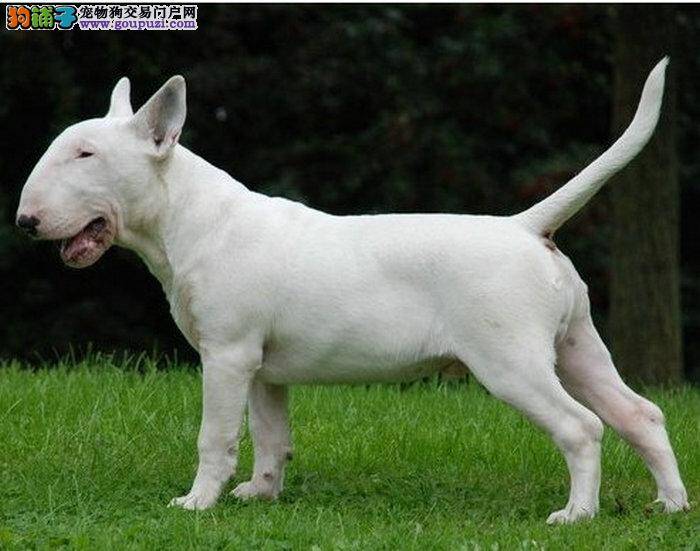 牛头梗呕吐，不吃饭应如何是好