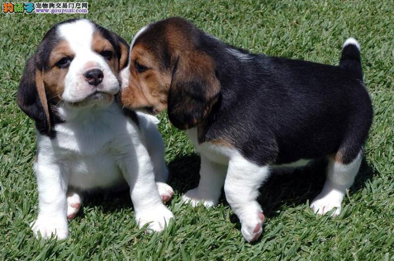 比格犬患上皮肤病，不长毛用什么药