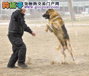 走进训练场 揭秘警犬的日常训练