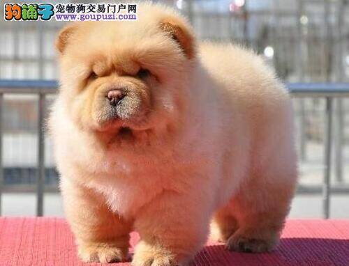 松狮犬便便很软是什么情况