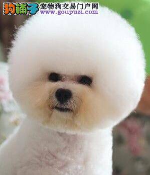 比熊犬怀孕两个月今天吐了什么情况