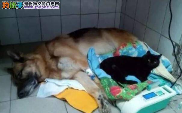 医院的瘫痪猫安抚害怕的狗狗：“有我在，不用怕”